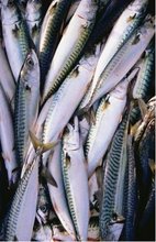 Makrela nekuchan  mraen blok 400-600g 20kg