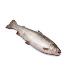 Pstruh mraen 250-300g /5kg